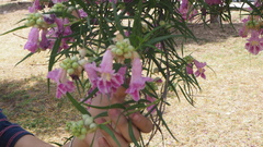 Chilopsis linearis