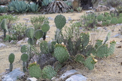 Opuntia