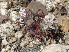 Loeseliastrum schottii