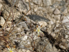 Nemacladus rubescens