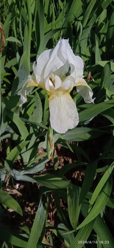 Iris kashmiriana
