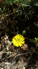 Hemizonia congesta lutescens