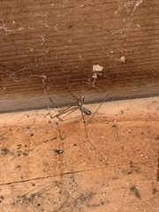 Pholcus phalangioides