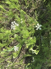Bifora