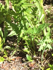 Pedicularis bracteosa
