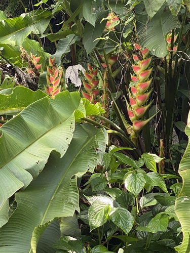 Image of Heliconia wagneriana by (c) Barry Cottam, some rights reserved (CC BY)