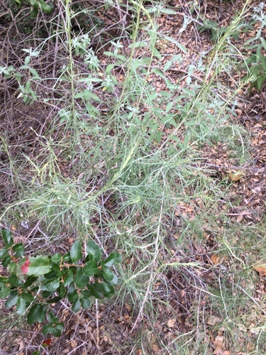 iNaturalist observation photo of California sagebrush