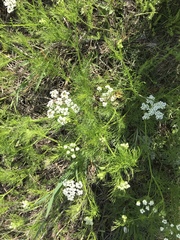 Bifora