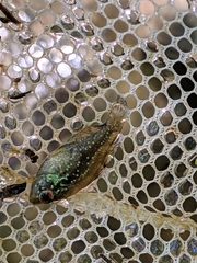 Enneacanthus gloriosus