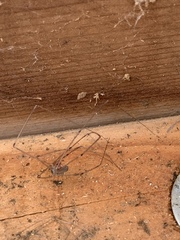 Pholcus phalangioides