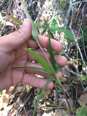 Fritillaria affinis affinis