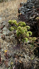 Phacelia imbricata imbricata