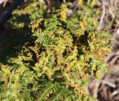 Eriophyes quadrifidus