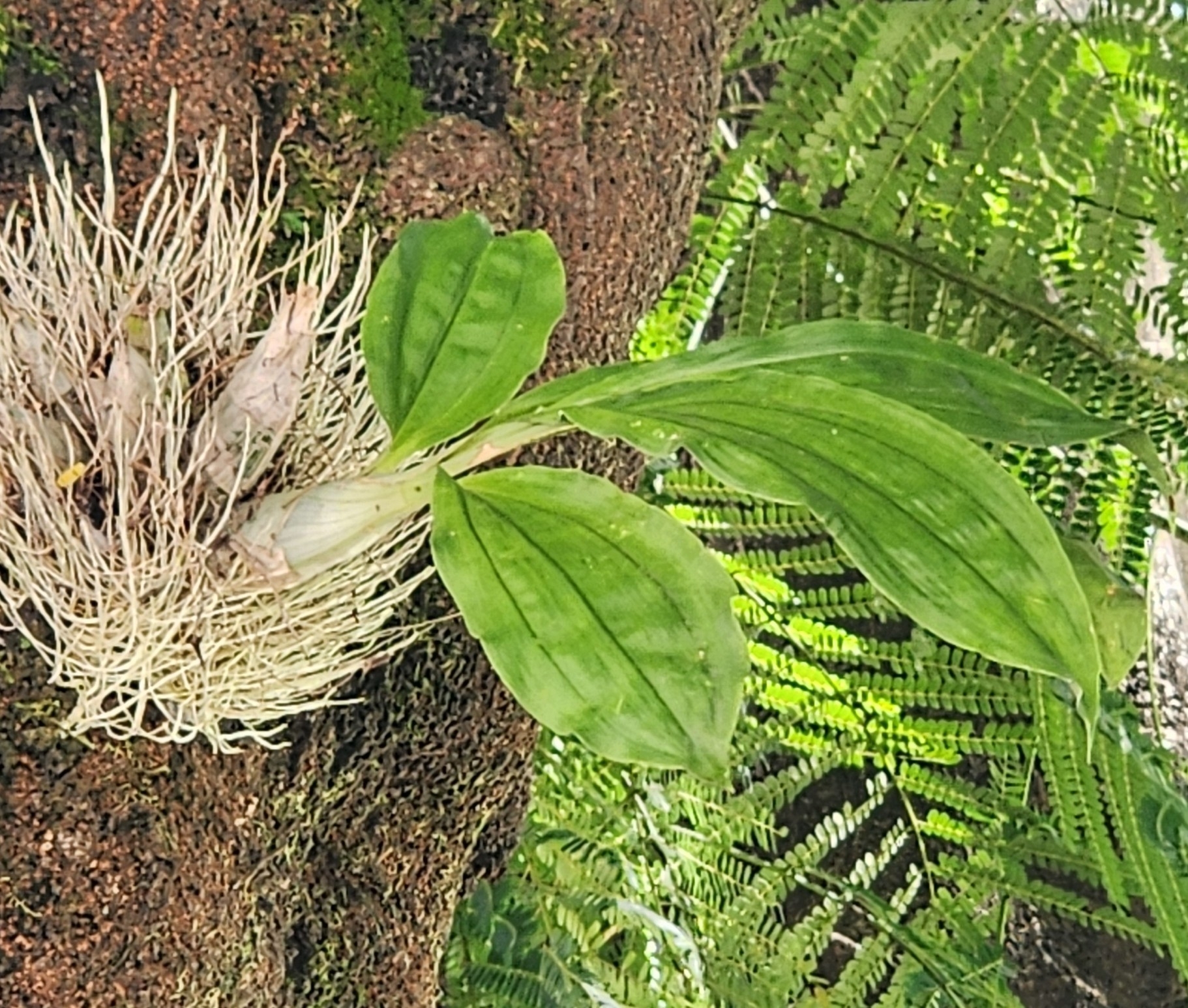 Imagem de Orquídea Cola-de-sapateiro
