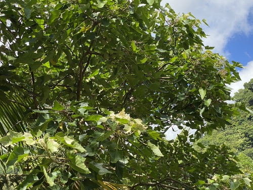 Aleurites moluccanus