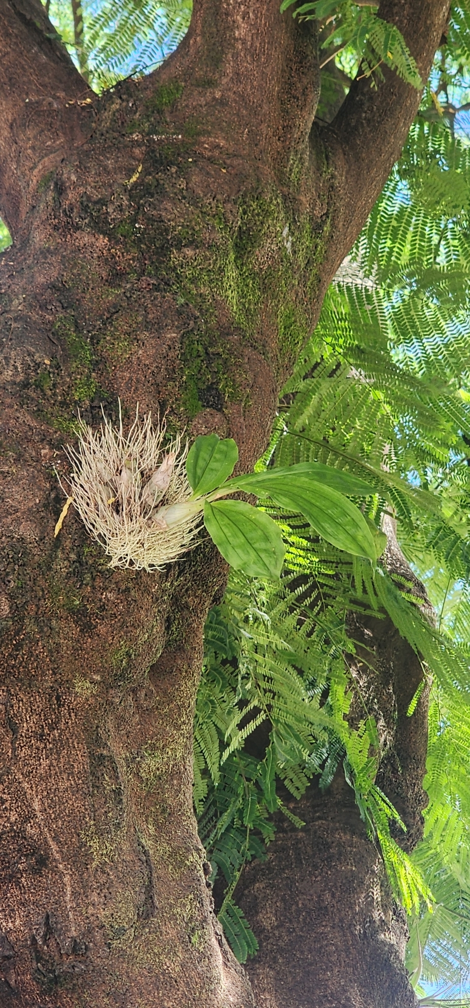 Imagem de Orquídea Cola-de-sapateiro
