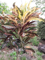 Codiaeum variegatum