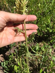 Pedicularis bracteosa