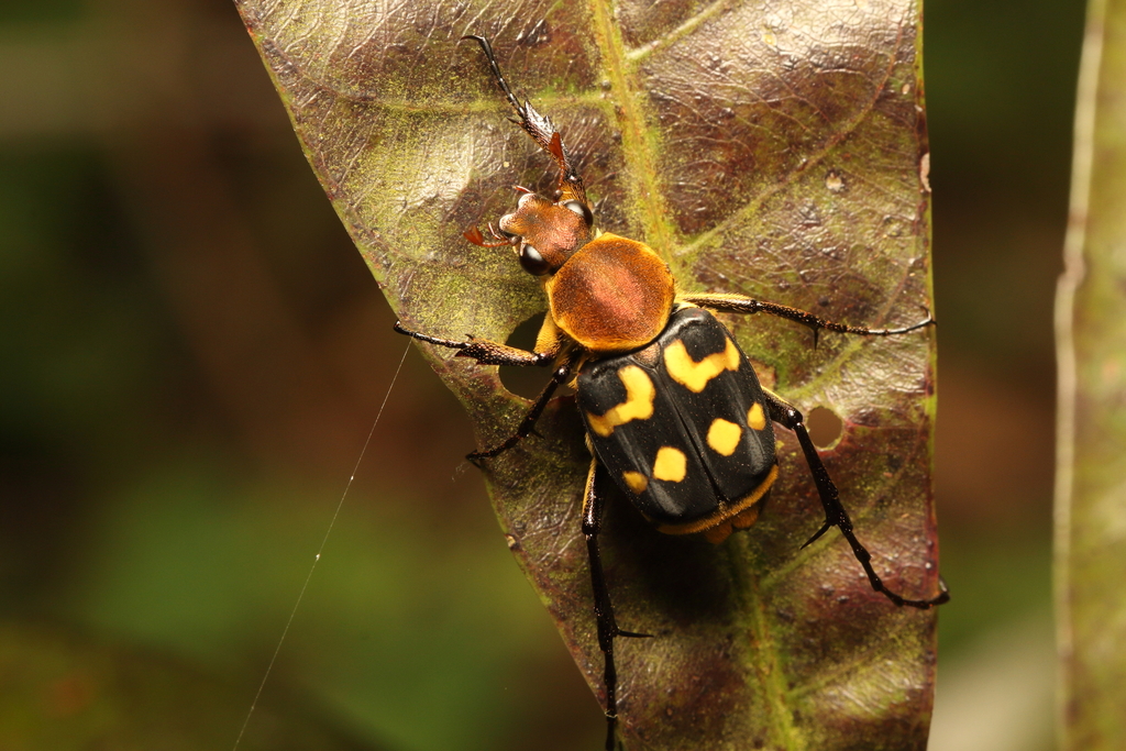 Epitrichius cupreipes