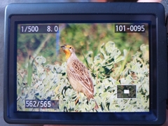 Macronyx capensis capensis