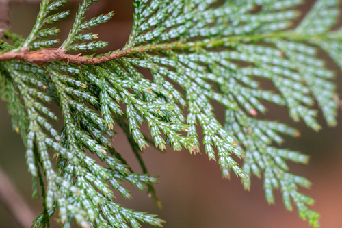 Image of Sawara Cypress (Chamaecyparis pisifera) by (c) WATANABE Hitoshi 渡辺仁, some rights reserved (CC BY)