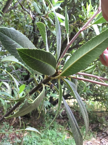 iNaturalist observation photo of Toyon