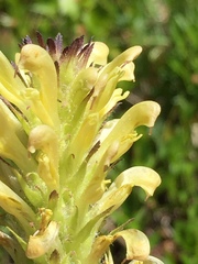 Pedicularis bracteosa