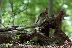 Colaptes auratus auratus