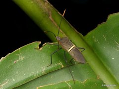 Leptoscelis saepifera