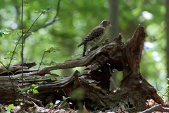 Colaptes auratus auratus