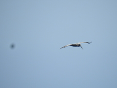 Pelecanus occidentalis