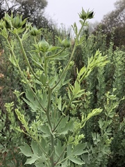 Romneya coulteri