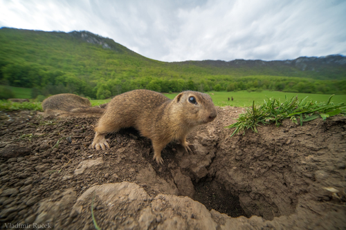 European Ground Squirrel, photo 8 of 10