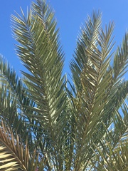 Phoenix dactylifera