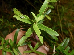 Veronica strictissima