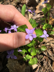 Viola labradorica