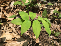 Polygonatum