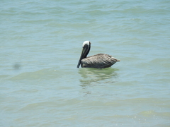 Pelecanus occidentalis