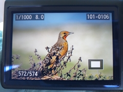 Macronyx capensis capensis