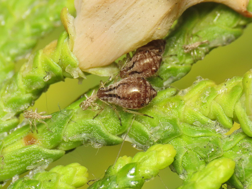 Cypress pine aphid