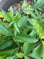 Passiflora incarnata × cincinnata