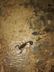 Centruroides gracilis