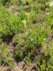 Pedicularis bracteosa
