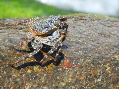 Grapsus grapsus