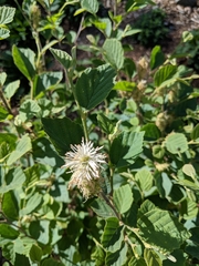 Fothergilla ×intermedia