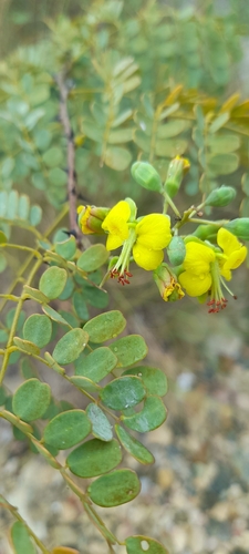 Erythrostemon glandulosus · iNaturalist United Kingdom