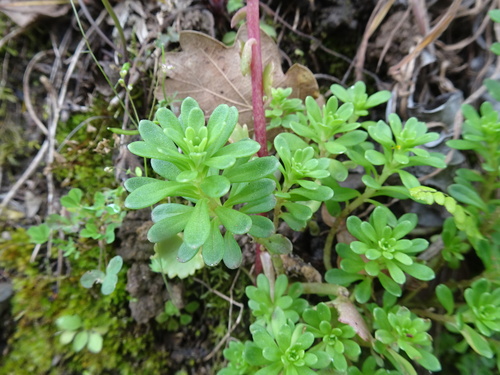 Image of Pink Stonecrop (Sedum cepaea) by (c) Thomas Koffel, some rights reserved (CC BY)