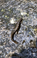 Desmognathus marmoratus