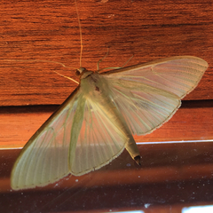 Stemorrhages sericea