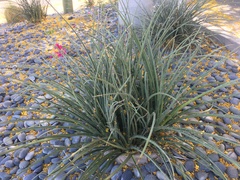 Hesperaloe parviflora